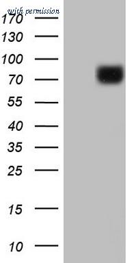OriGene CF805307 image 1