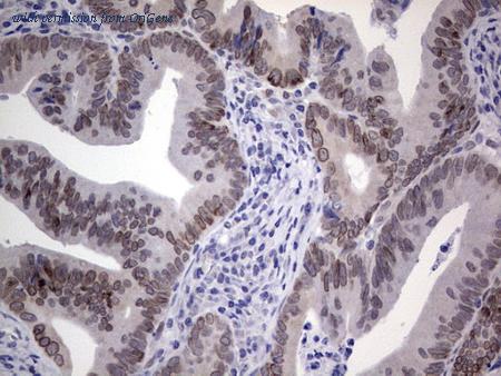 OriGene CF805308 image 1