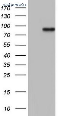 OriGene CF805309 image 1