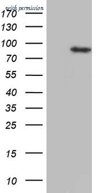 OriGene CF805323 image 1