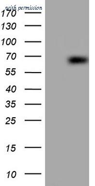 OriGene CF805365 image 1