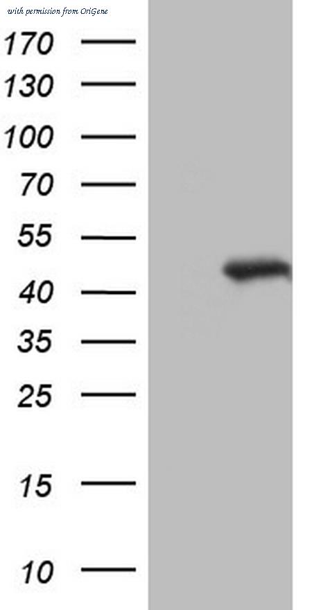 OriGene CF805366 image 1