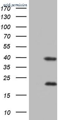 OriGene CF805367 image 1
