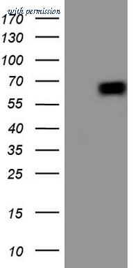 OriGene CF805370 image 1