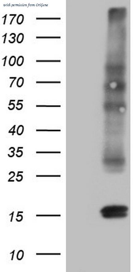 OriGene CF805383 image 1