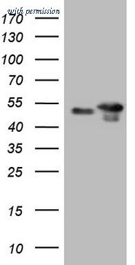 OriGene CF805385 image 1