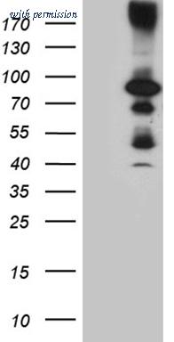 OriGene CF805392 image 1