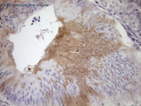 OriGene CF805398 image 1