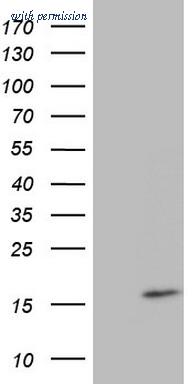 OriGene CF805403 image 1