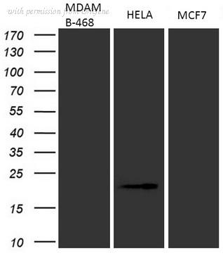 OriGene CF805408 image 1