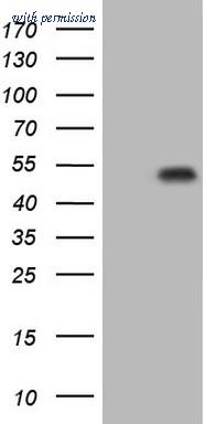OriGene CF805411 image 1