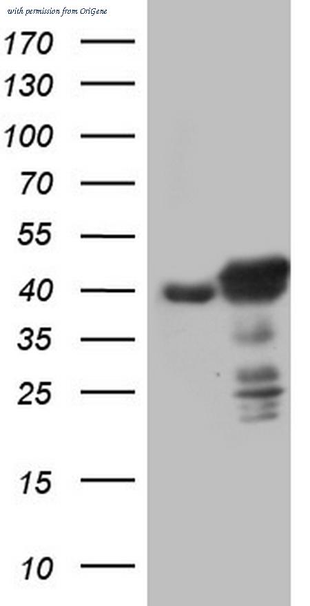 OriGene CF805414 image 1