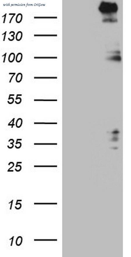 OriGene CF805450 image 1