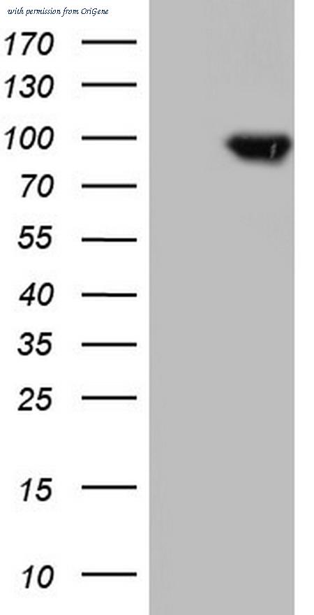 OriGene CF805458 image 1