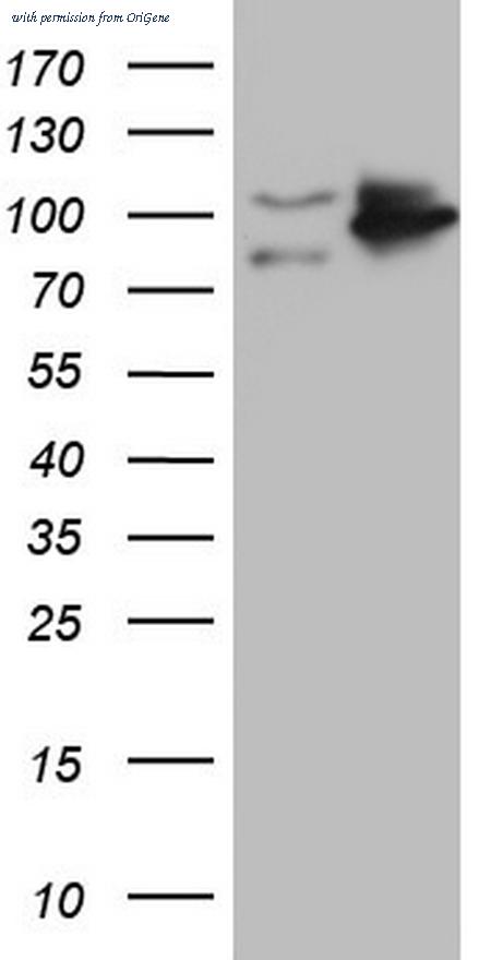 OriGene CF805459 image 1