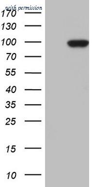 OriGene CF805461 image 1