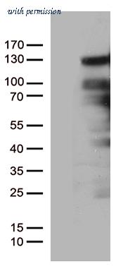 OriGene CF805465 image 1
