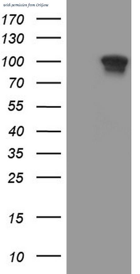 OriGene CF805476 image 1
