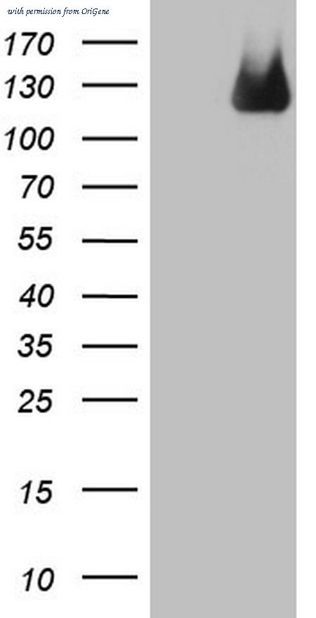 OriGene CF805483 image 1