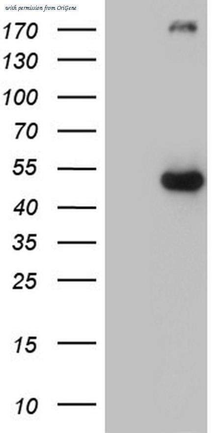 OriGene CF805489 image 1