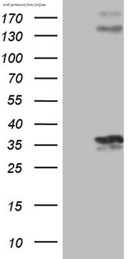 OriGene CF805523 image 1