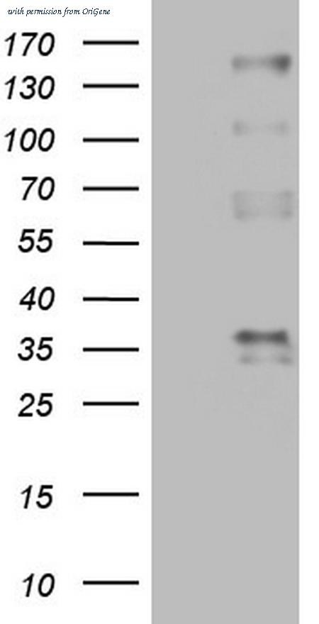 OriGene CF805526 image 1