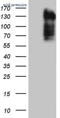 OriGene CF805556 image 1