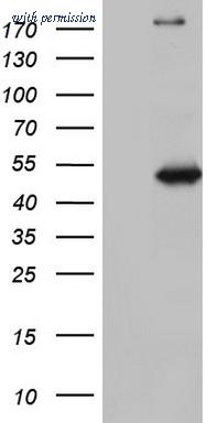 OriGene CF805571 image 1