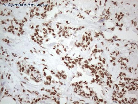 OriGene CF805576 image 1