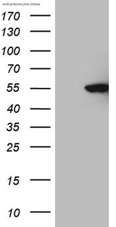 OriGene CF805580 image 1