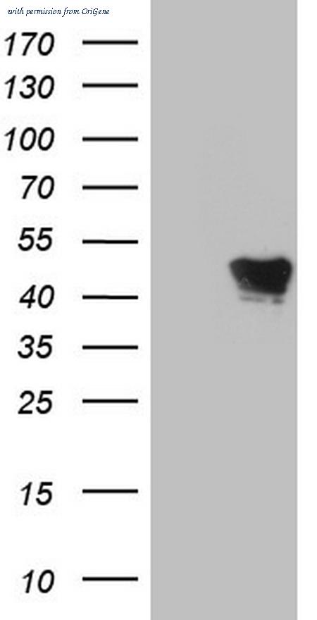 OriGene CF805595 image 1