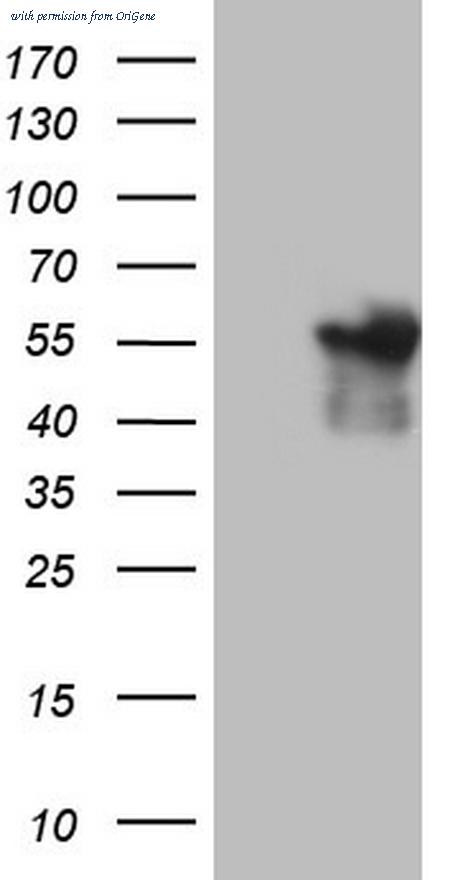 OriGene CF805608 image 1