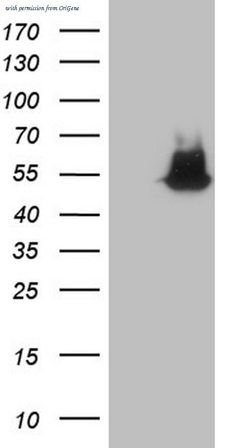 OriGene CF805614 image 1