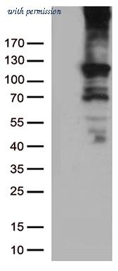 OriGene CF805623 image 1