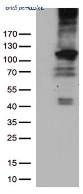 OriGene CF805648 image 1
