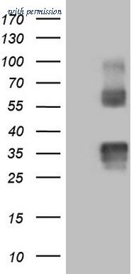 OriGene CF805662 image 1