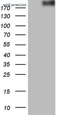 OriGene CF805678 image 1