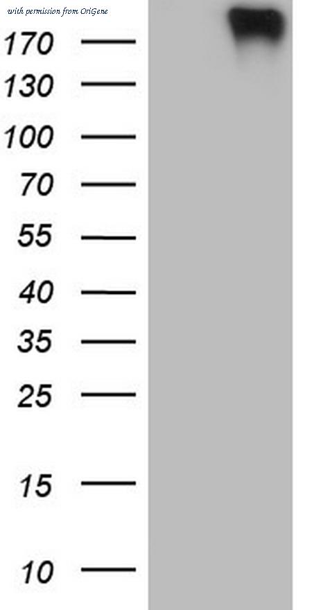 OriGene CF805708 image 1