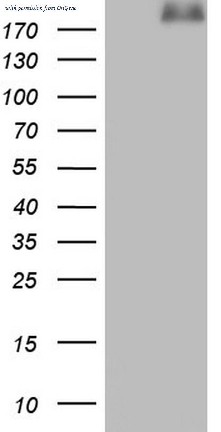 OriGene CF805722 image 1