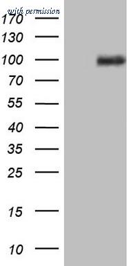 OriGene CF805724 image 1