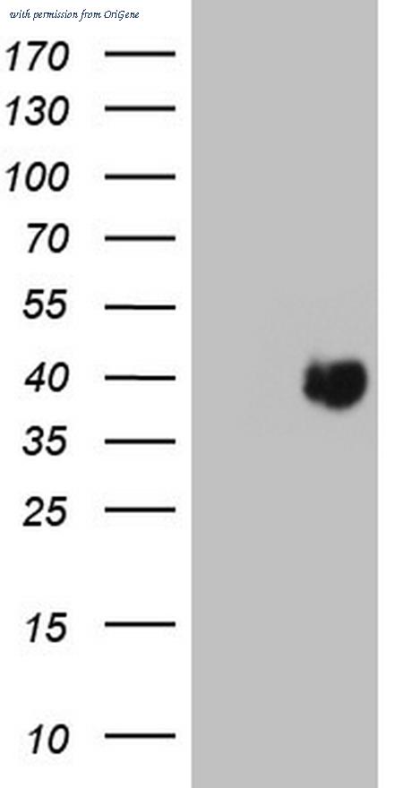 OriGene CF805726 image 1