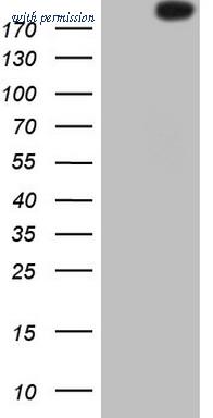 OriGene CF805734 image 1