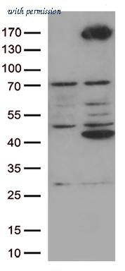 OriGene CF805745 image 1
