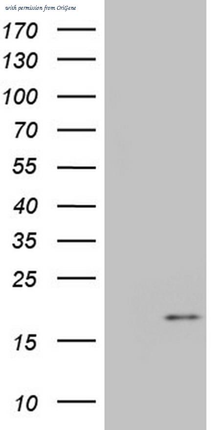 OriGene CF805748 image 1