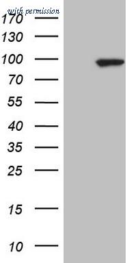 OriGene CF805790 image 1