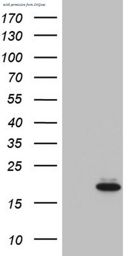 OriGene CF805792 image 1