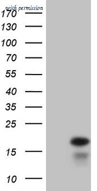 OriGene CF805797 image 1