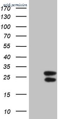 OriGene CF805799 image 1