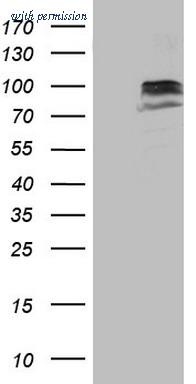 OriGene CF805869 image 1