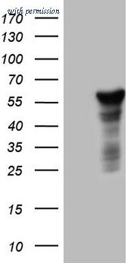OriGene CF805970 image 1